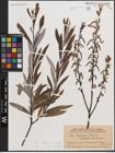 Foto von Salix eleagnos Scop. x Salix purpurea L.